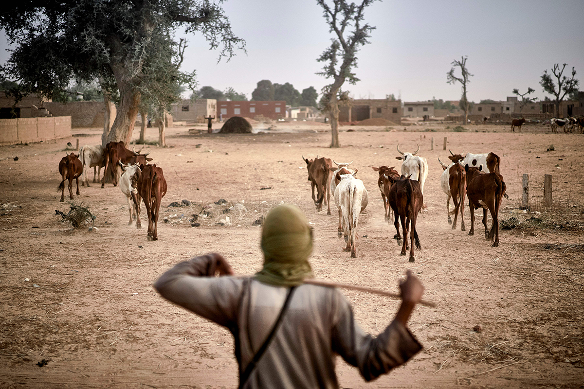 Photo above: A Fulani herder leads his livestock to graze in the fields between Sevare and Mopti in central Mali on March 18, 2021. Photo by MICHELE CATTANI/AFP via Getty Images.