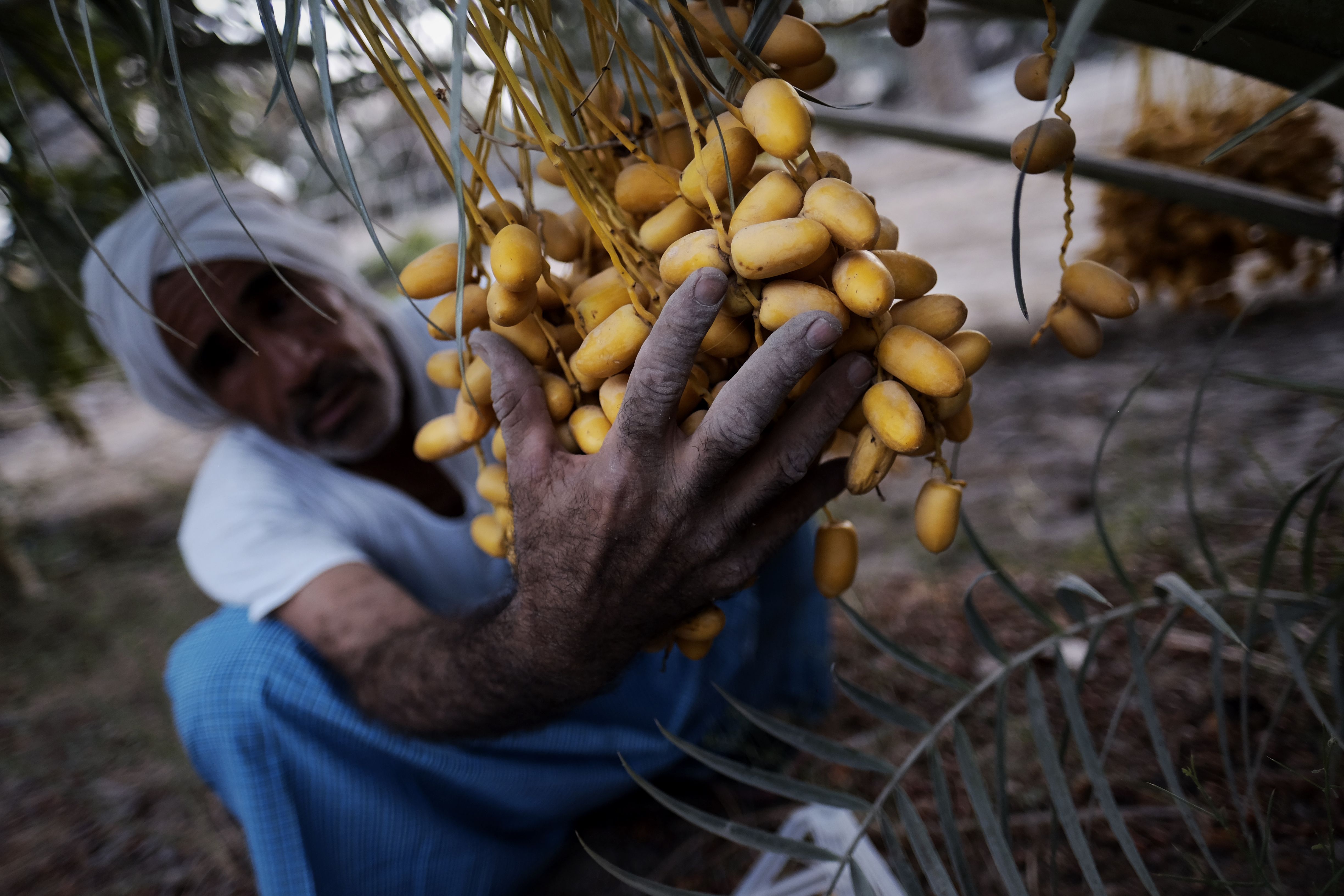 A Bahraini farmer harvests dates at his farm on July 11, 2016, in the village of Bori, south of the capital Manama. Photo by MOHAMMED AL-SHAIKH/AFP via Getty Images.