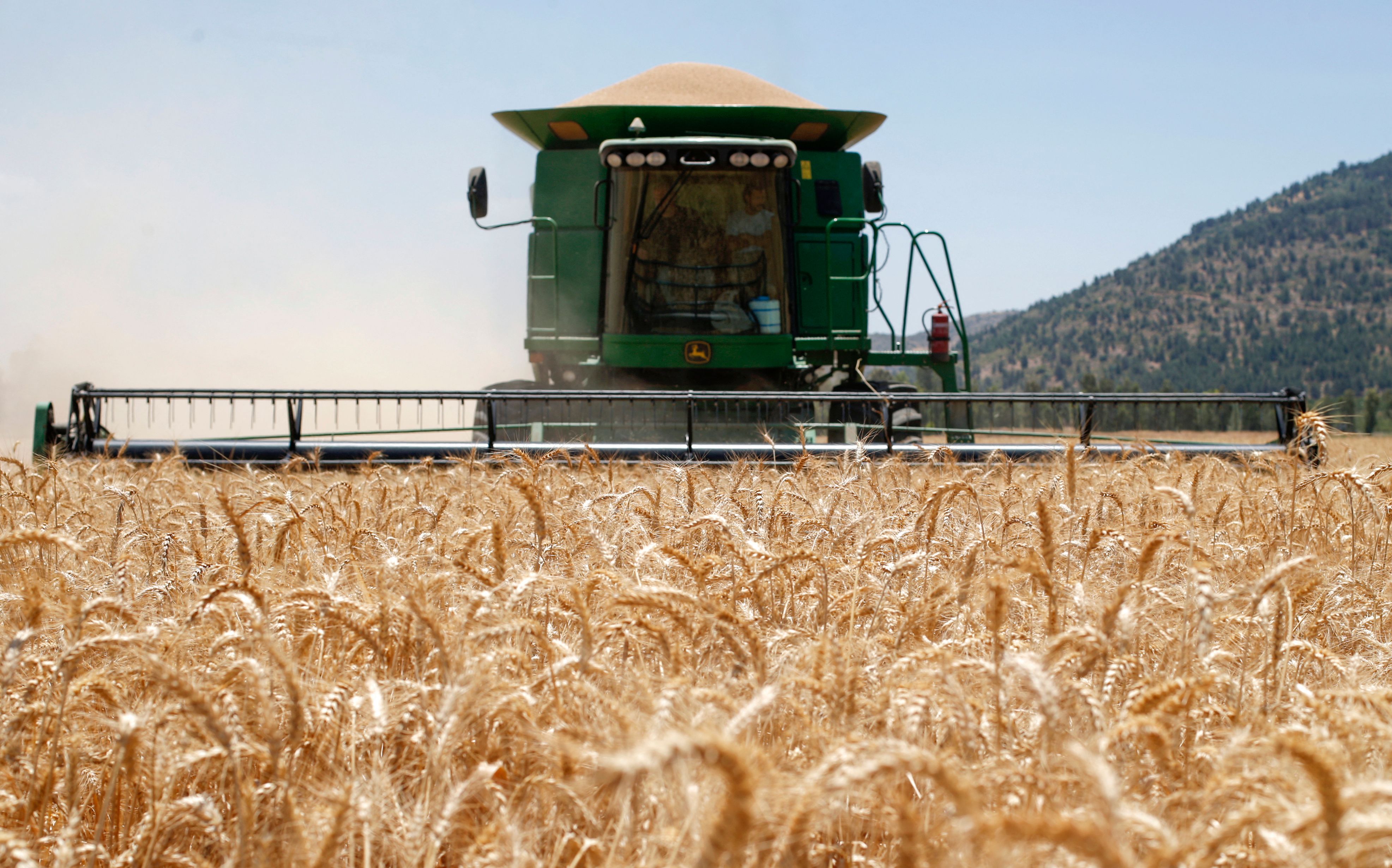 Wheat harvest in a field of the Hula valley in northern Israel