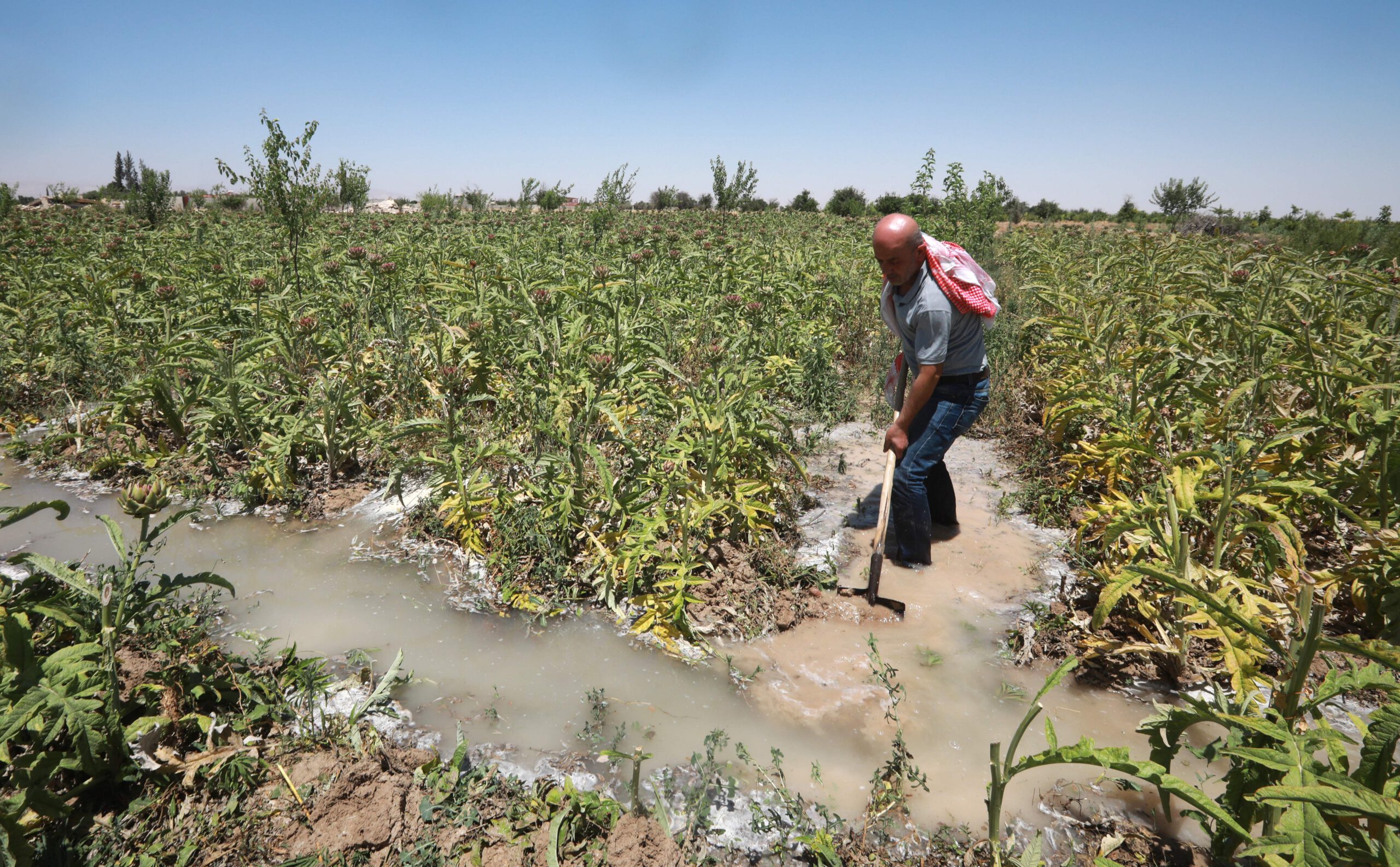 agricuture picture