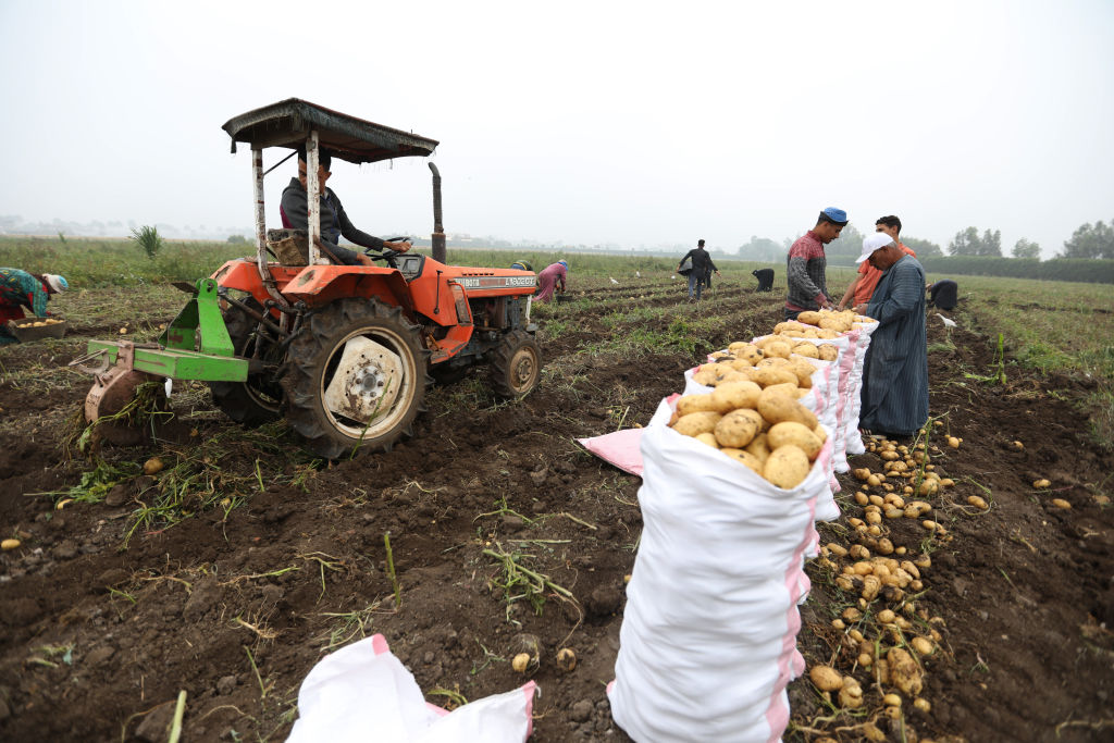 Egyptian workers harvest potatoes in a field on May 4, 2024, in Menoufia, Egypt. Photo by Ahmad Hasaballah/Getty Images.