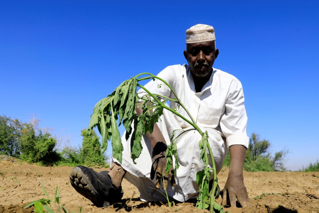 A Sudanese farmer plants eggplant in his farm in Tomnar village of Dongola, Sudan, Nov. 30, 2024. Photo by Magdi Abdallah/Xinhua via Getty Images.