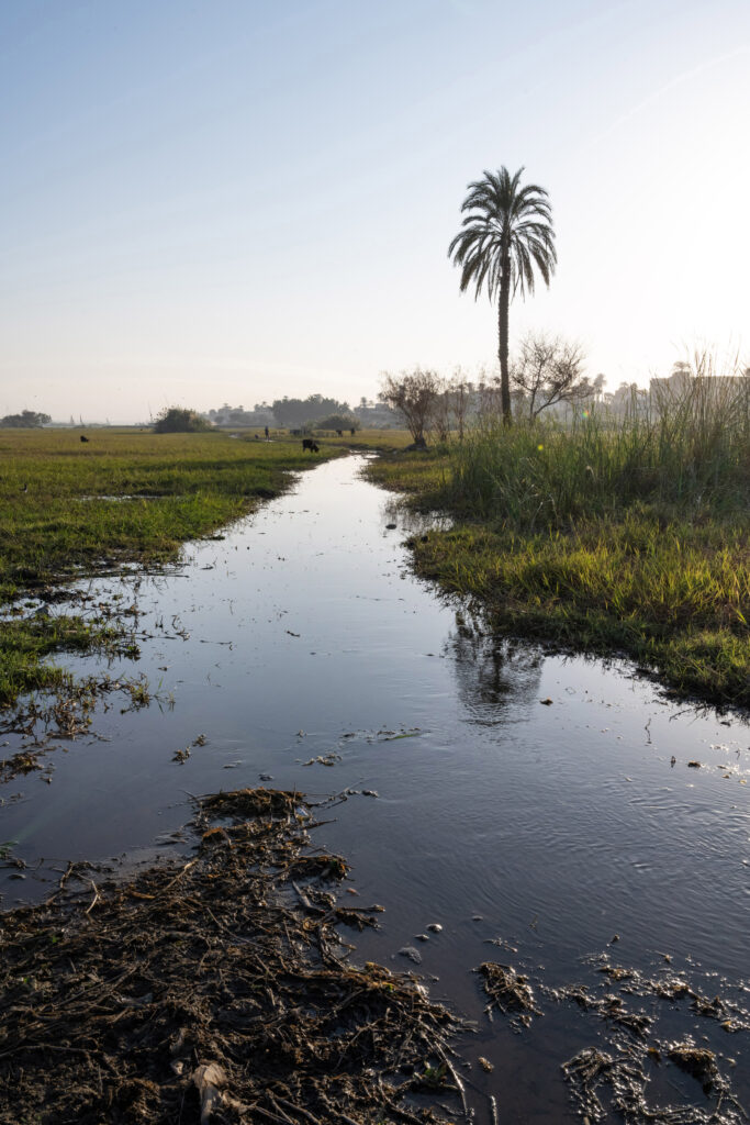 A palm tree set in Egyptian farmland, an alluvial floodplain being used for crops and livestock beside the River Nile. Source: John Wreford/SOPA Images/LightRocket via Getty Images.