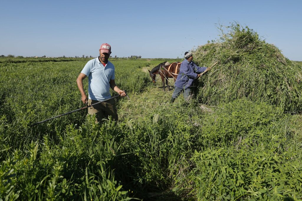 Photo above: Farm workers tend to a field in Morocco’s Kenitra Province on March 28, 2026. Source: Abdel Majid Bziouat/AFP via Getty Images.